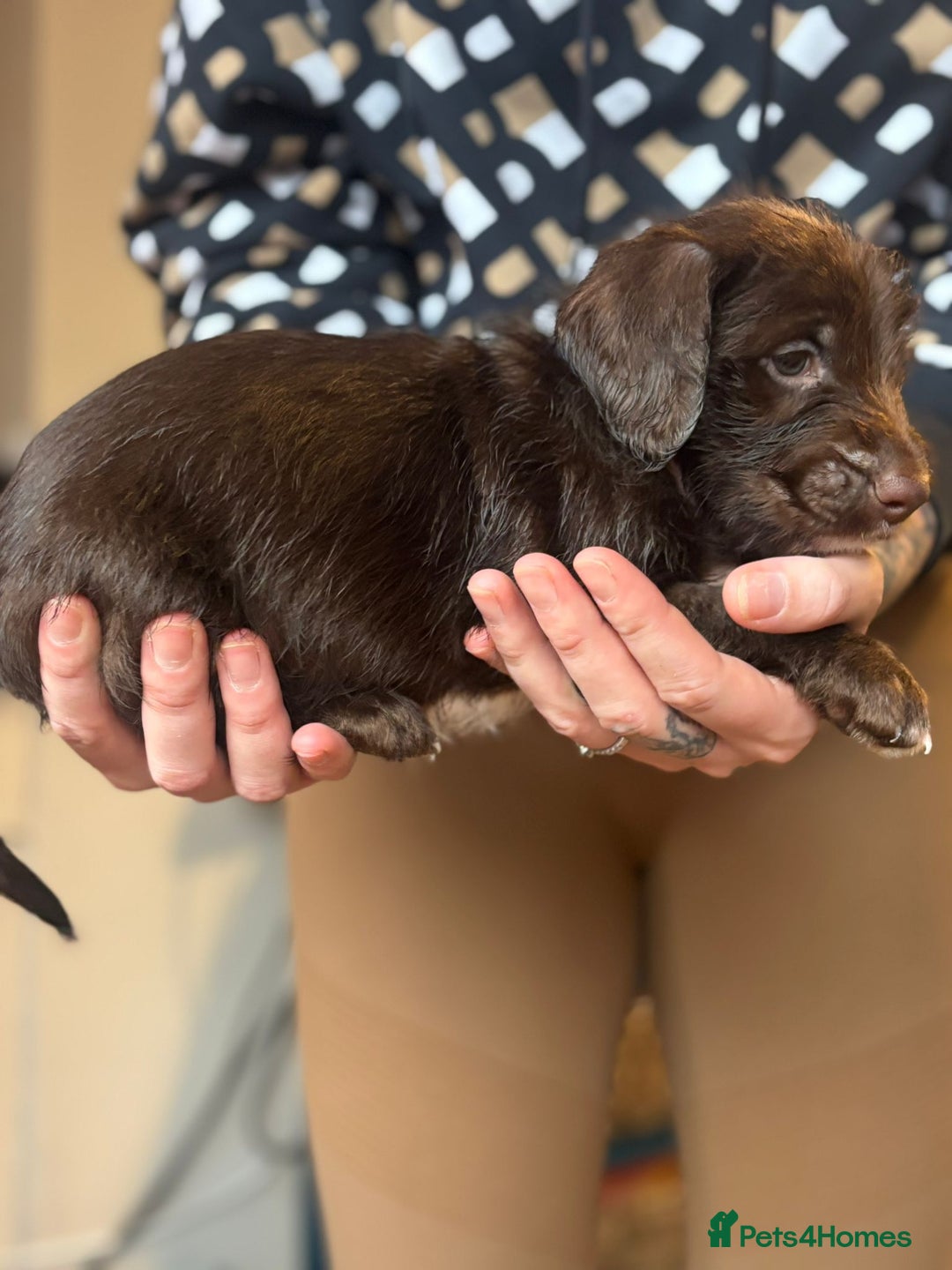 Doxiepoo dogs for sale: Merle & Solid Colour Doxiepoos - Image 5