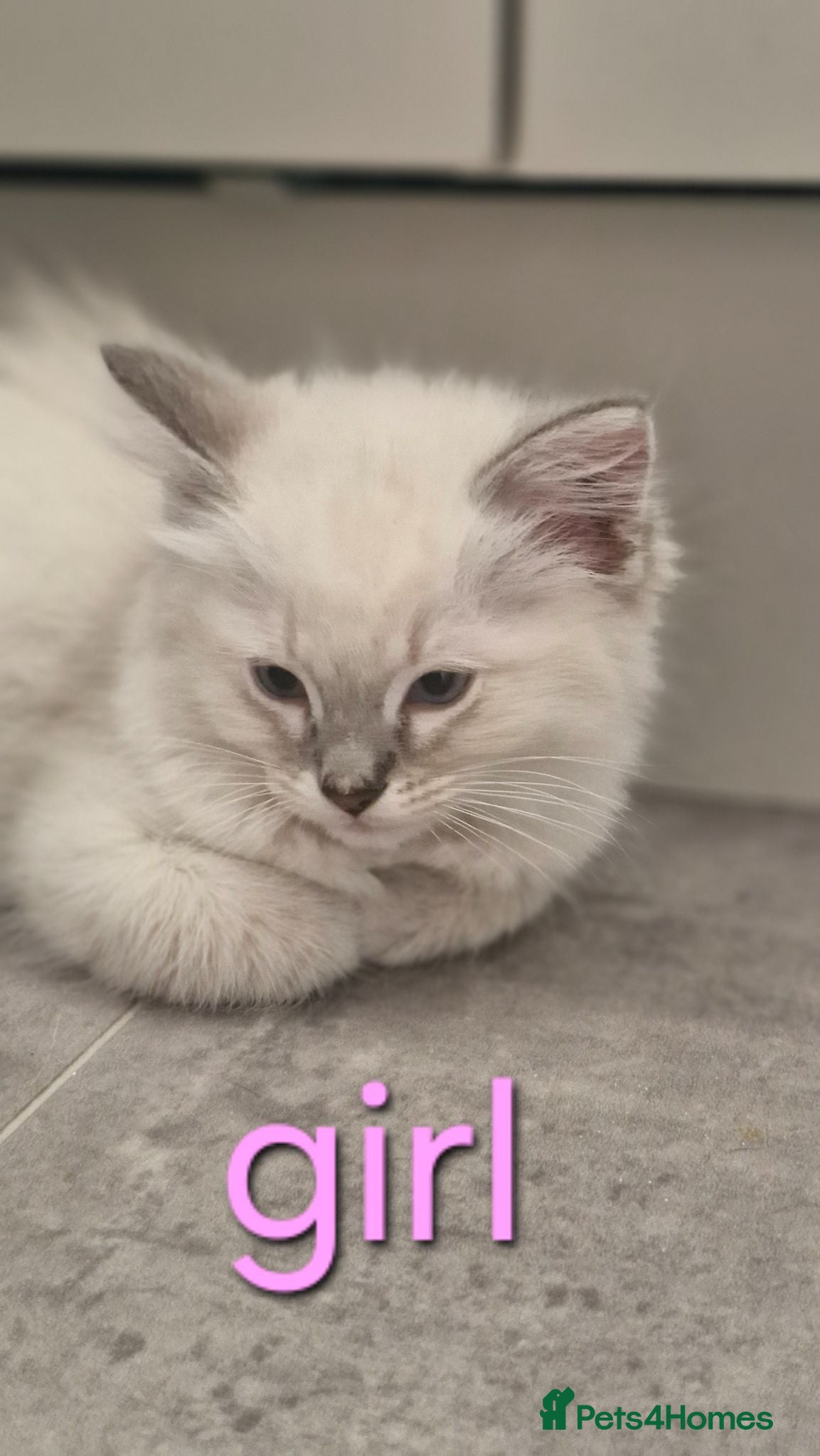 Ragdoll cats Kitten  - Advert 2