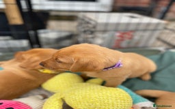 Labrador Retriever dogs for sale: Fox Red Labrador Puppies  - Image 16