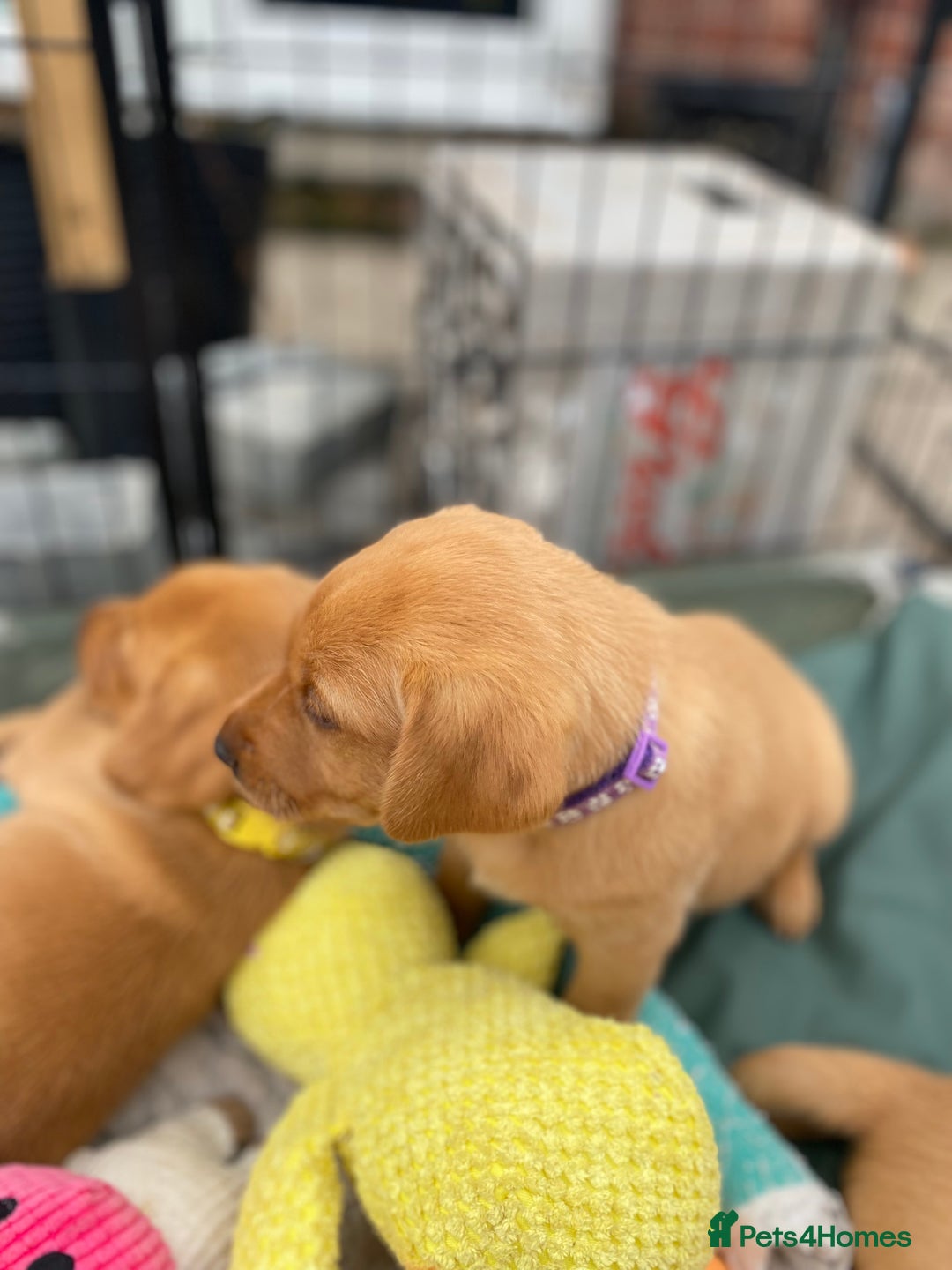 Labrador Retriever dogs for sale: Fox Red Labrador Puppies  - Image 16