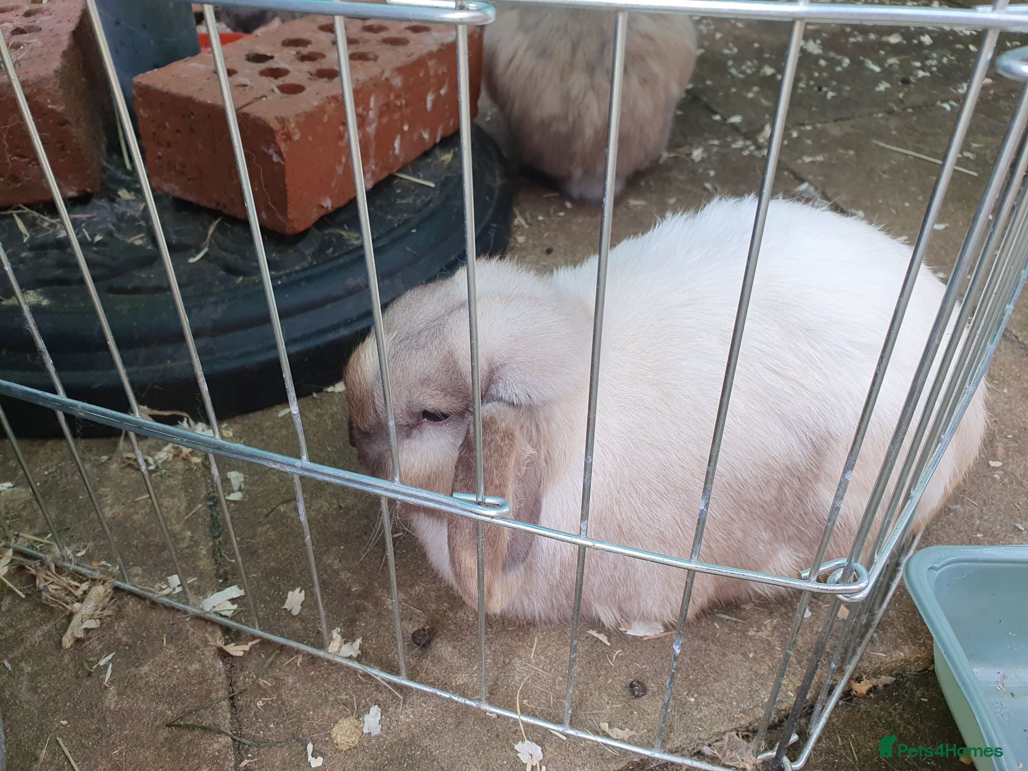 Mini Lop rabbits Spayed/neutered rabbits for adoption, vac Rhd2 - Advert 2