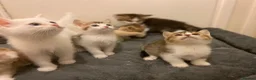 Munchkin cats for sale: Full Pedigree Munchkin Kittens - Advert 2