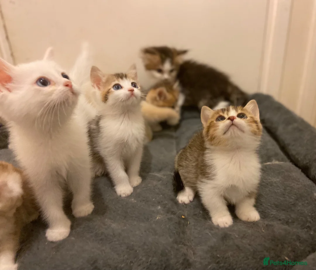 Munchkin cats for sale: Full Pedigree Munchkin Kittens - Advert 2
