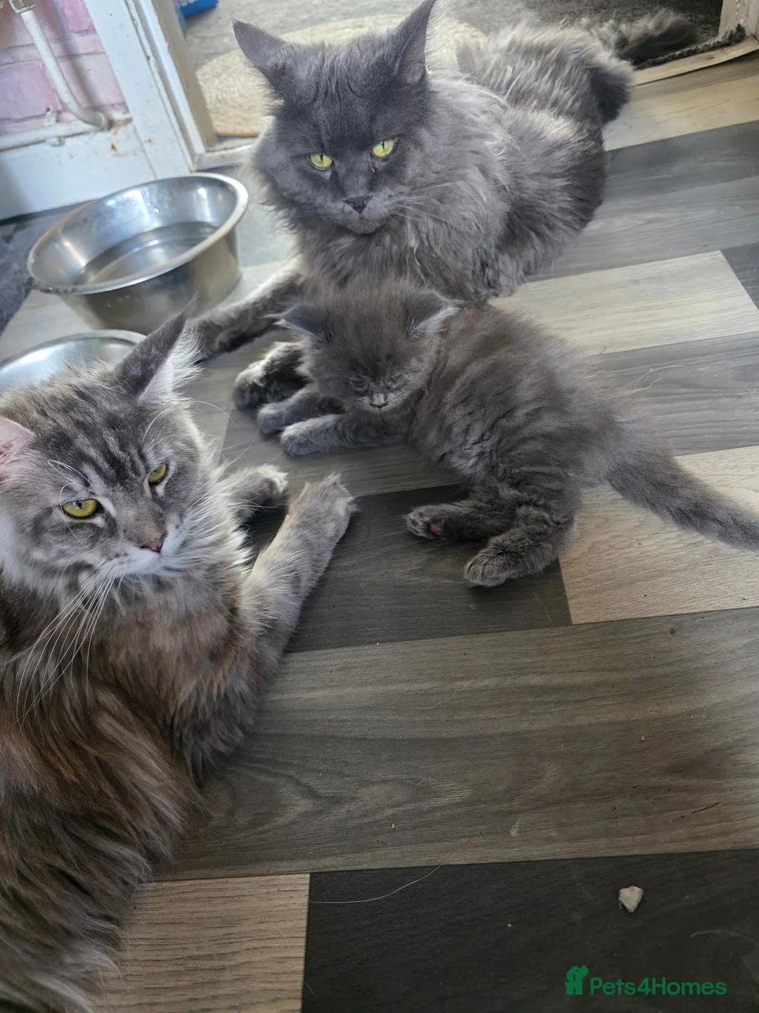 Maine Coon cats for sale: Maincoon  - Advert 1