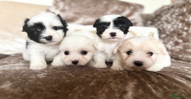 Coton De Tulear dogs - Advert 7
