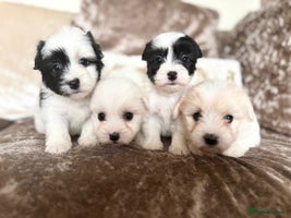 Coton De Tulear dogs - Advert 2