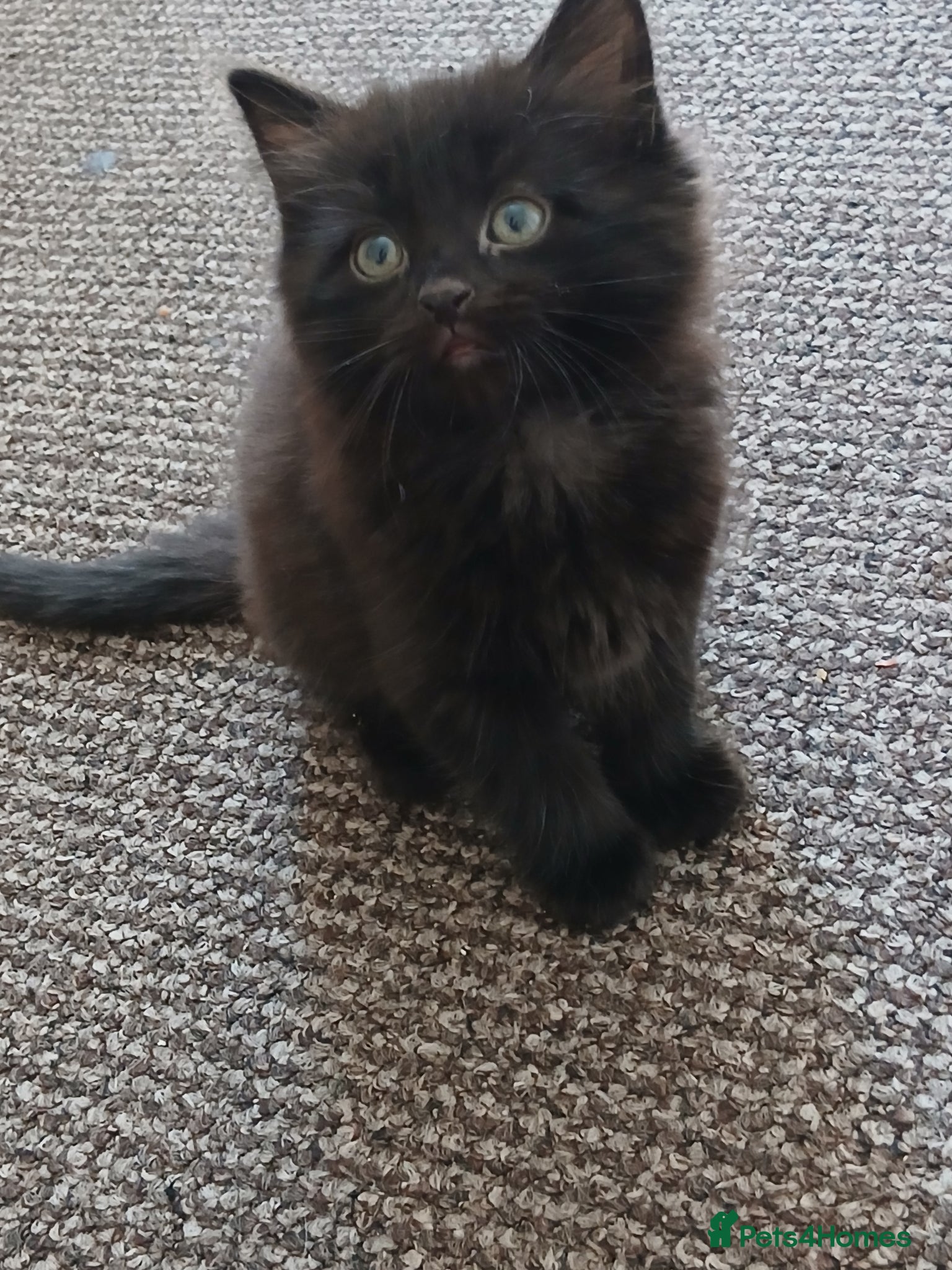 British Shorthair cats Beautiful British Shorthair Kittens  - Advert 1