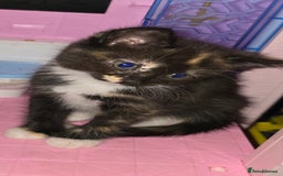 Mixed Breed cats for sale: Kittens ready now - Image 3