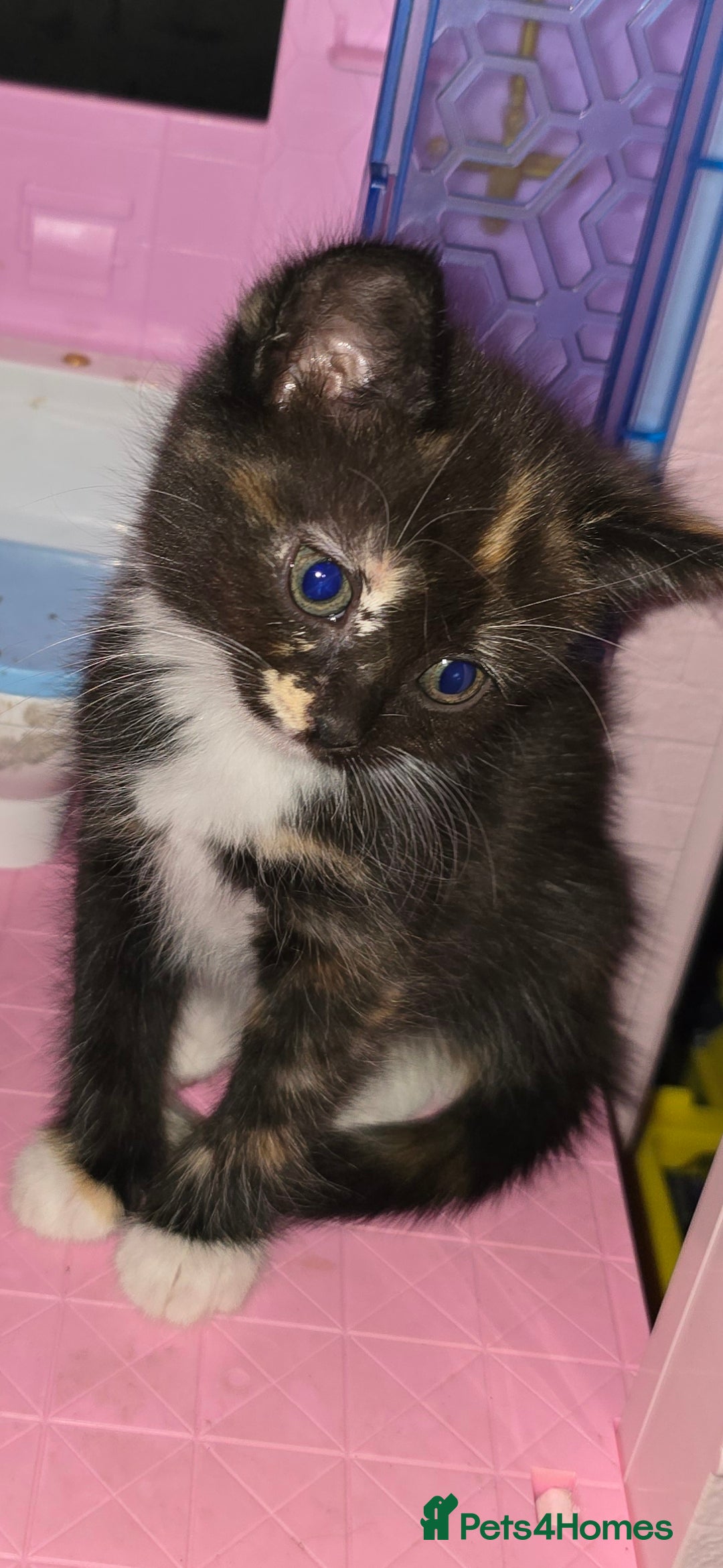 Mixed Breed cats for sale: Kittens ready now - Image 3