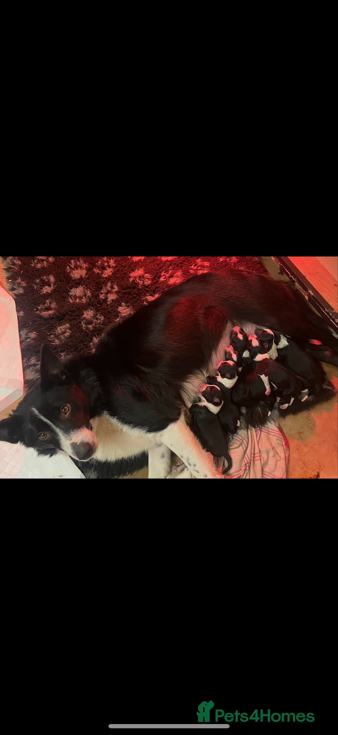 Border Collie dogs for sale: Border collie pups  - Image 8