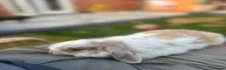 Dwarf Lop rabbits for sale: Mini dwarf lop bunnies - Advert 5