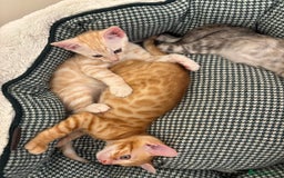 Bengal cats for sale: Unique Bengal Kittens  - Image 5