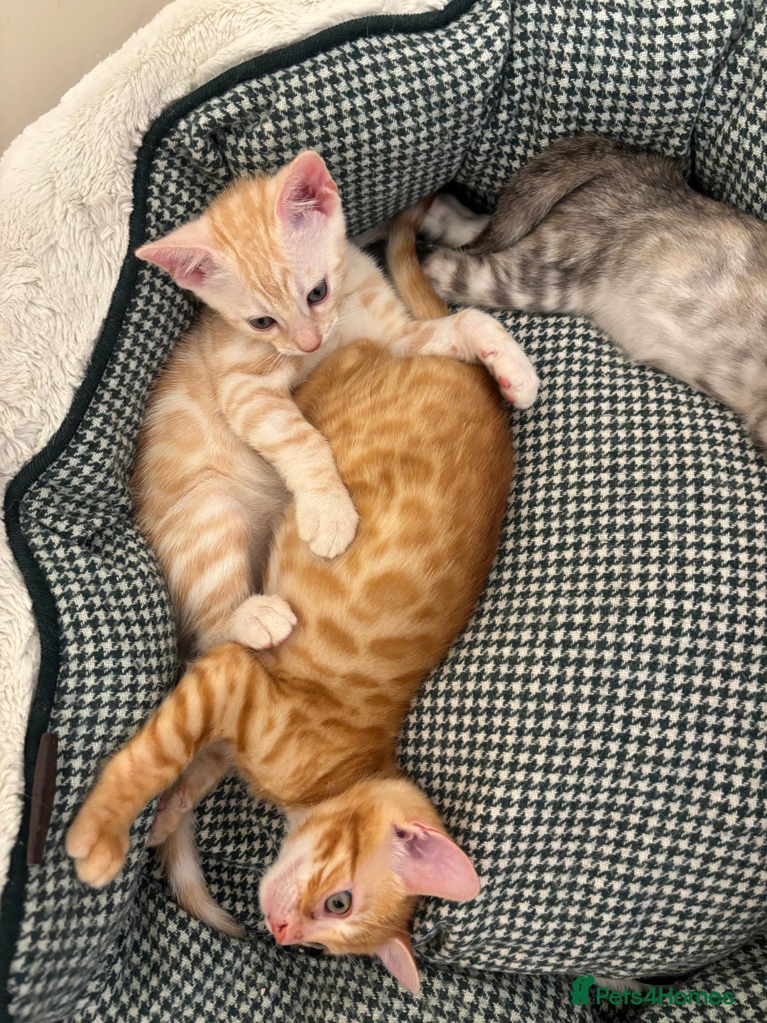 Bengal cats for sale: Unique Bengal Kittens  - Image 5