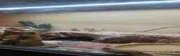 Bearded Dragon reptiles for sale: Baby bearded dragons in Hitchin - Advert 18