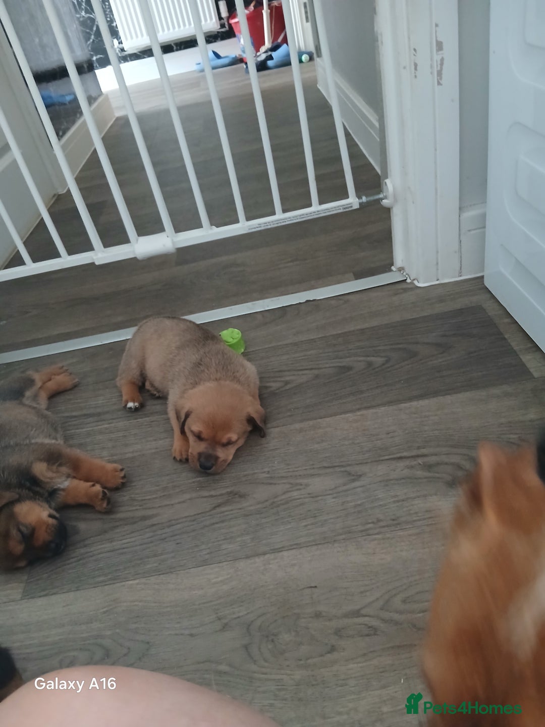 Mixed Breed dogs for sale: F1 Rottweiler x jack Russel  - Image 30
