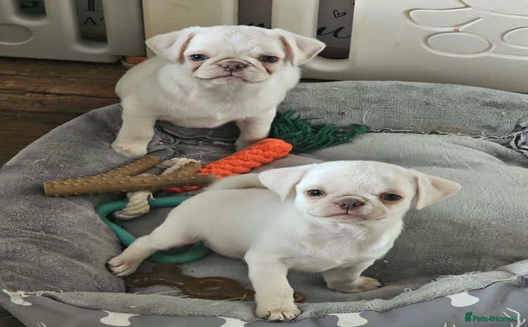 Pug dogs - Advert 9
