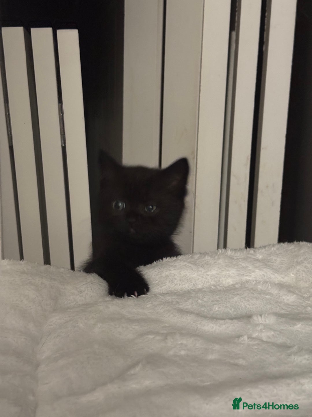 British Shorthair cats for sale: 2 Outstanding BSHLitter Chinchilla &Classic Lines) - Advert 11