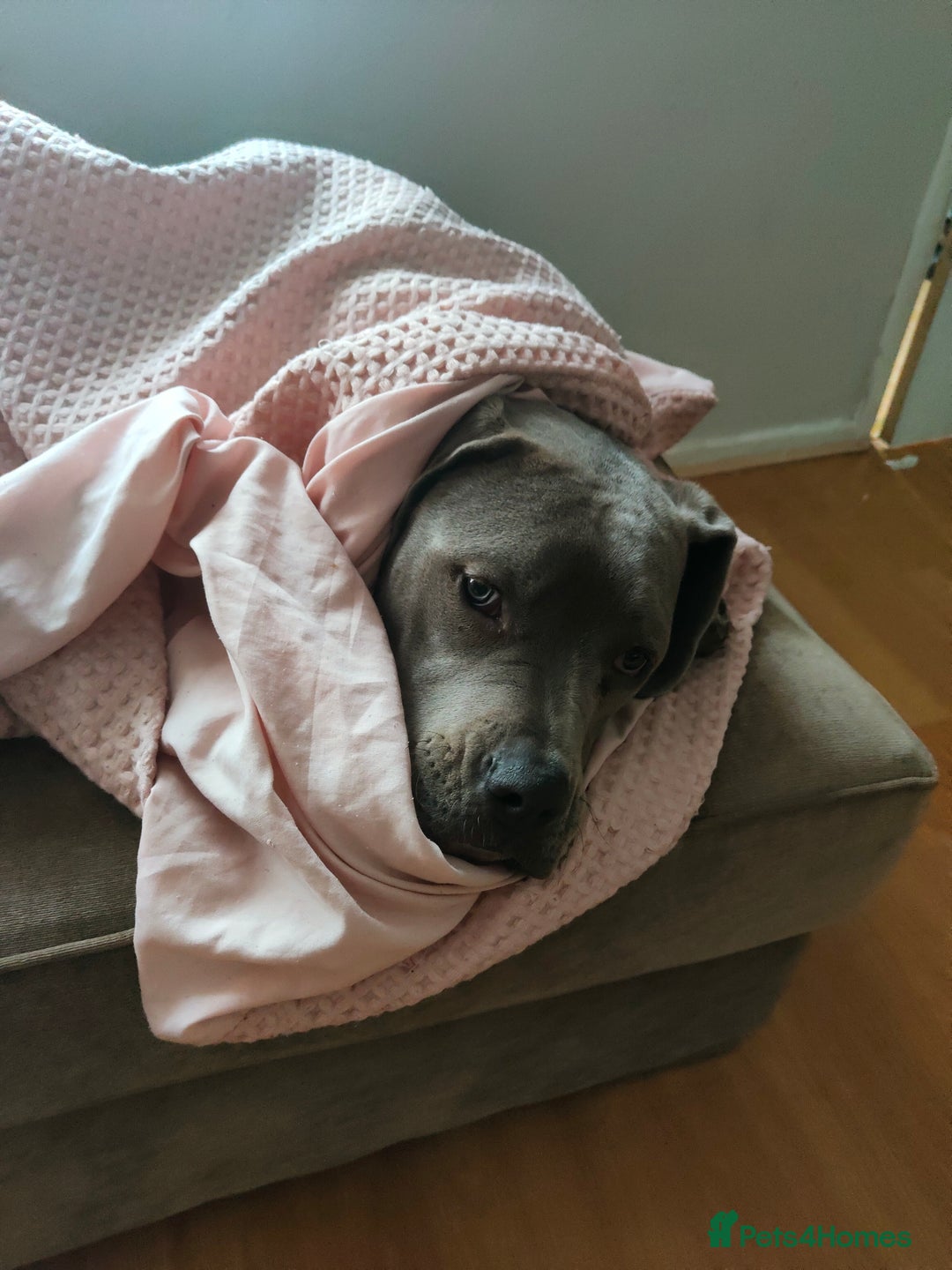 Mixed Breed dogs for sale: 9 month old BFG mastiff cross Reeko 🥰 - Image 7