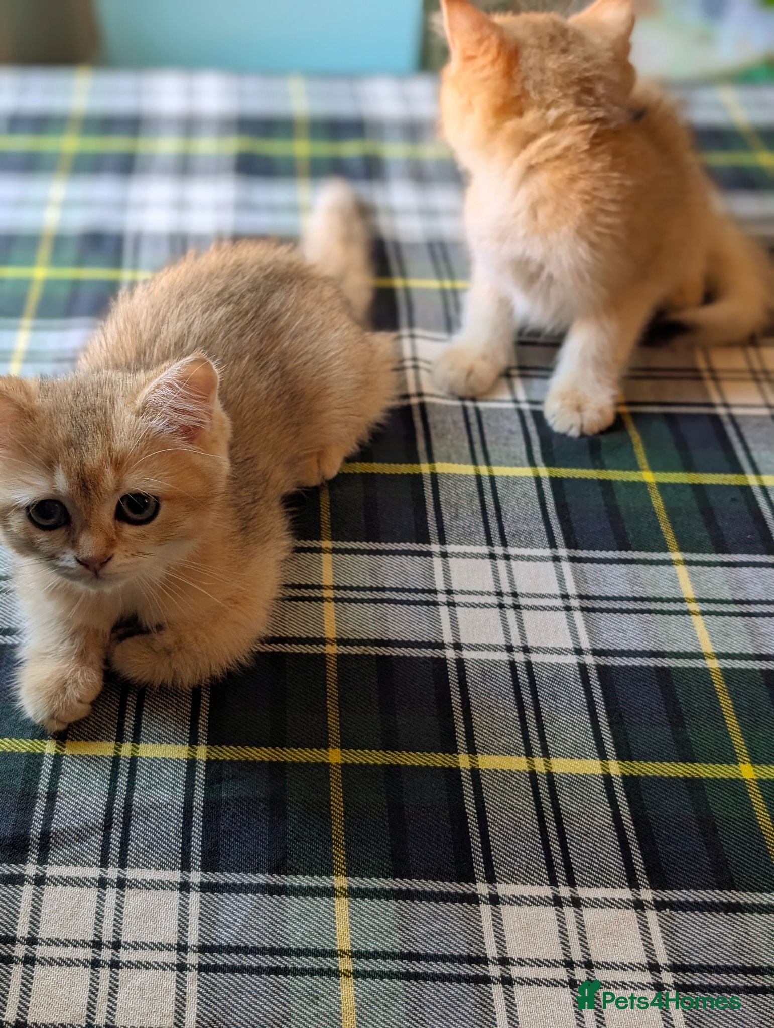 British Shorthair cats Registered Female British Shorthair Chinchilla  - Advert 1