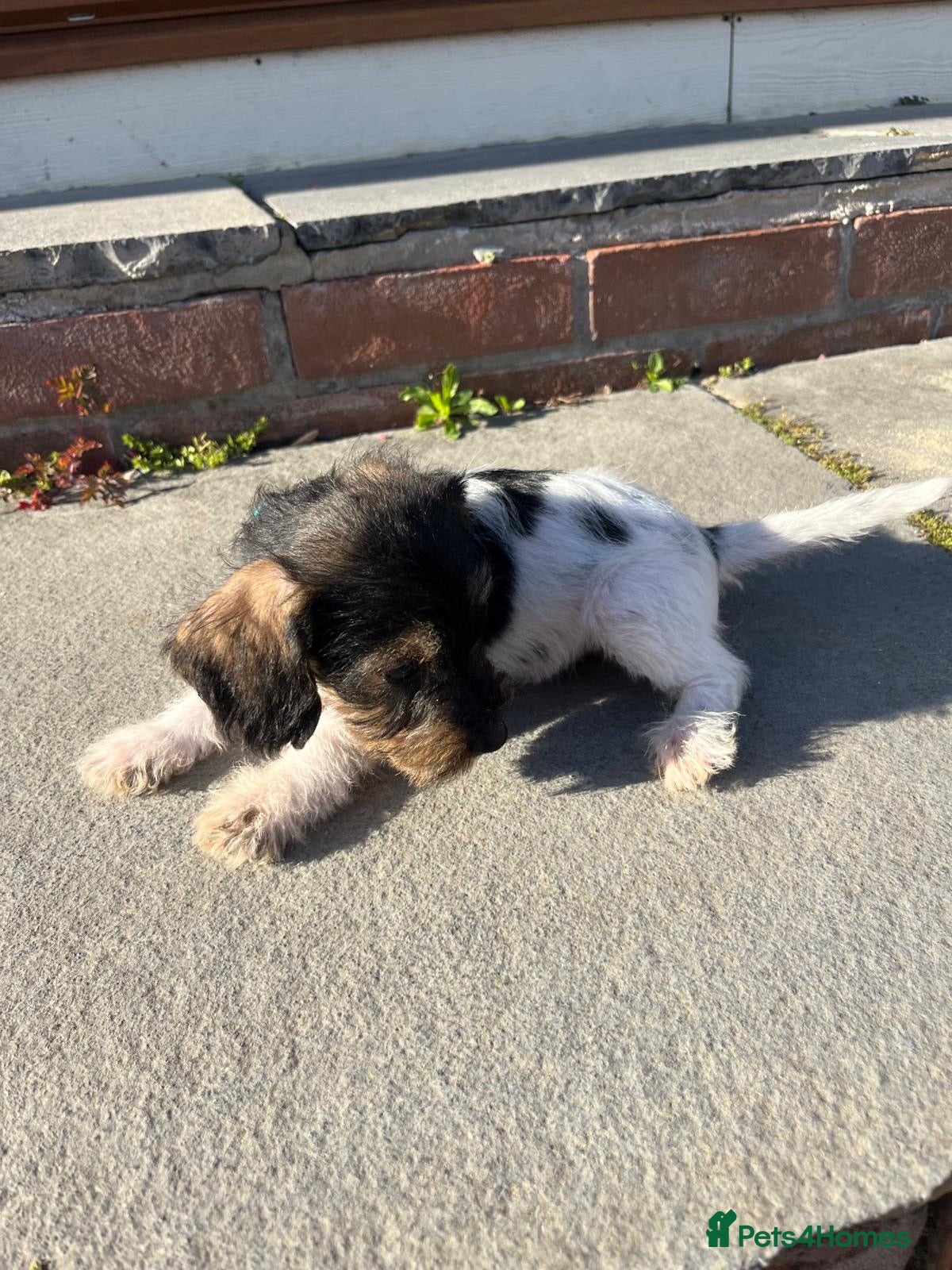 Jackshund dogs Bundles of cuteness! - Advert 2