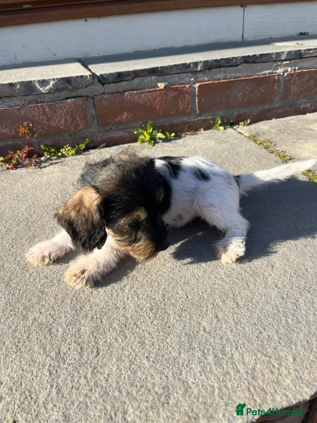 Jackshund dogs for sale: Bundles of cuteness! in Fareham - Advert 2