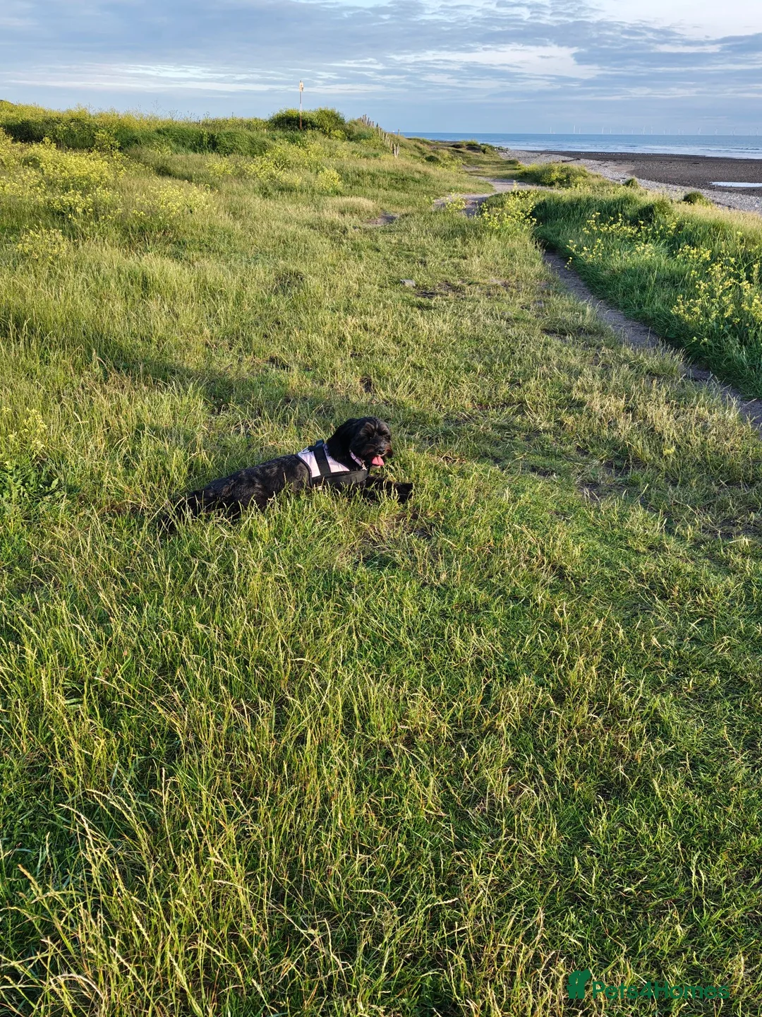 Mixed Breed dogs for sale: Labrador x Shih tzu for rehoming  - Advert 6