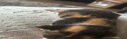 Mixed Breed cats for sale: Munchkin x kittens  - Advert 5