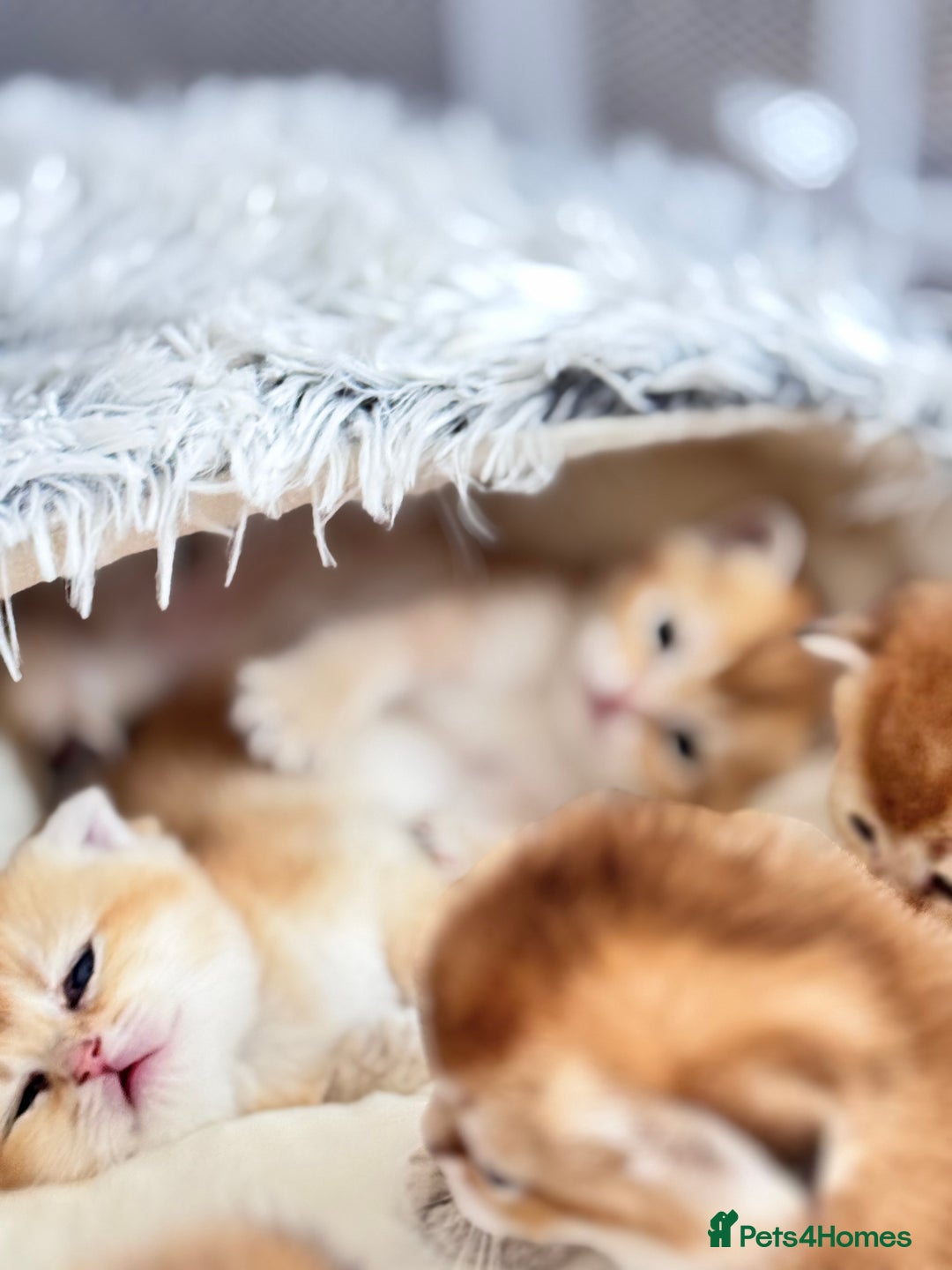 Scottish Fold cats for sale: Cute TICA pedigree kittens  - Image 6