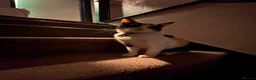 Mixed Breed cats for sale: Lovely Family Cat in Liverpool - Advert 6