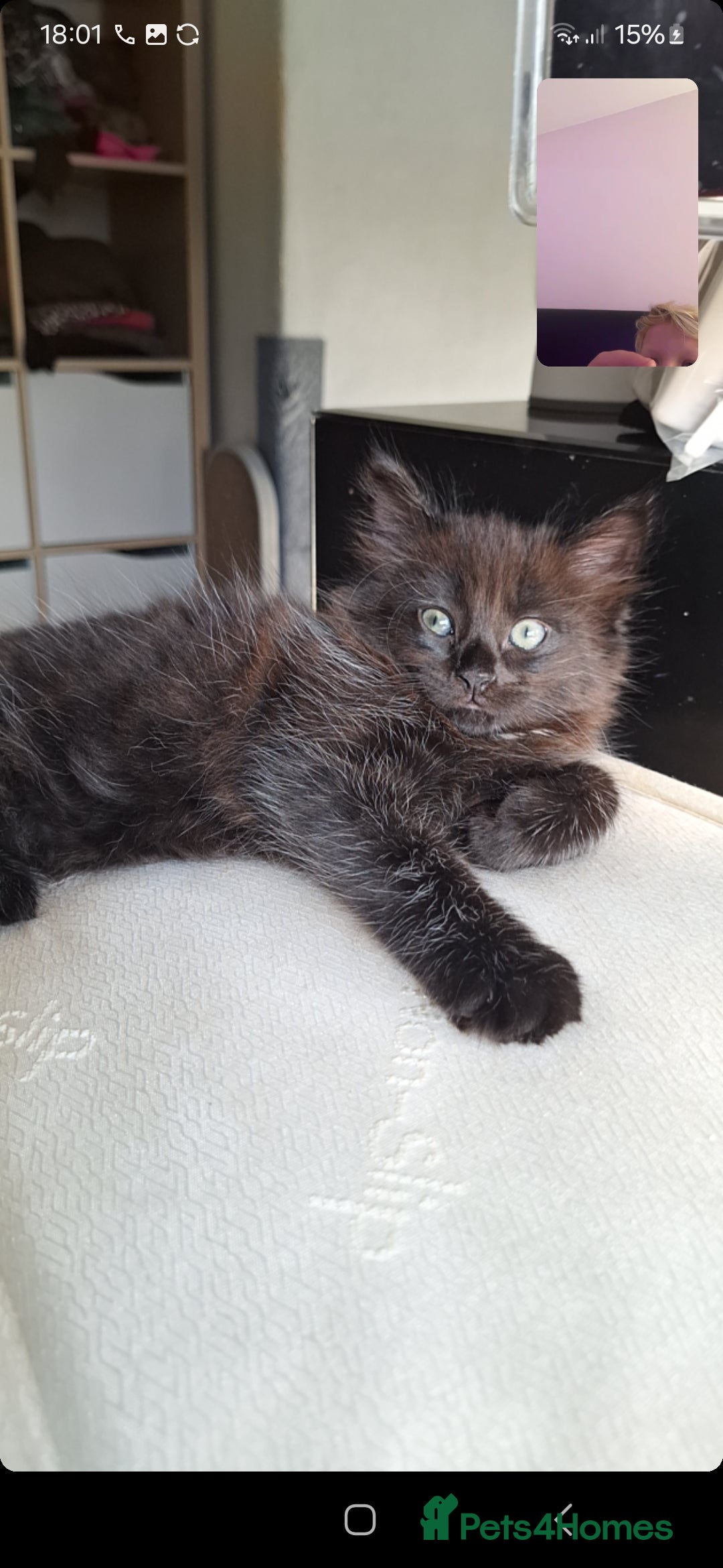 Ragdoll cats for sale: Ragdoll x Bombay  - Advert 13