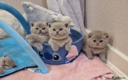 British Shorthair cats for stud: Amasing British Shorthair Lilac for stud - Image 20