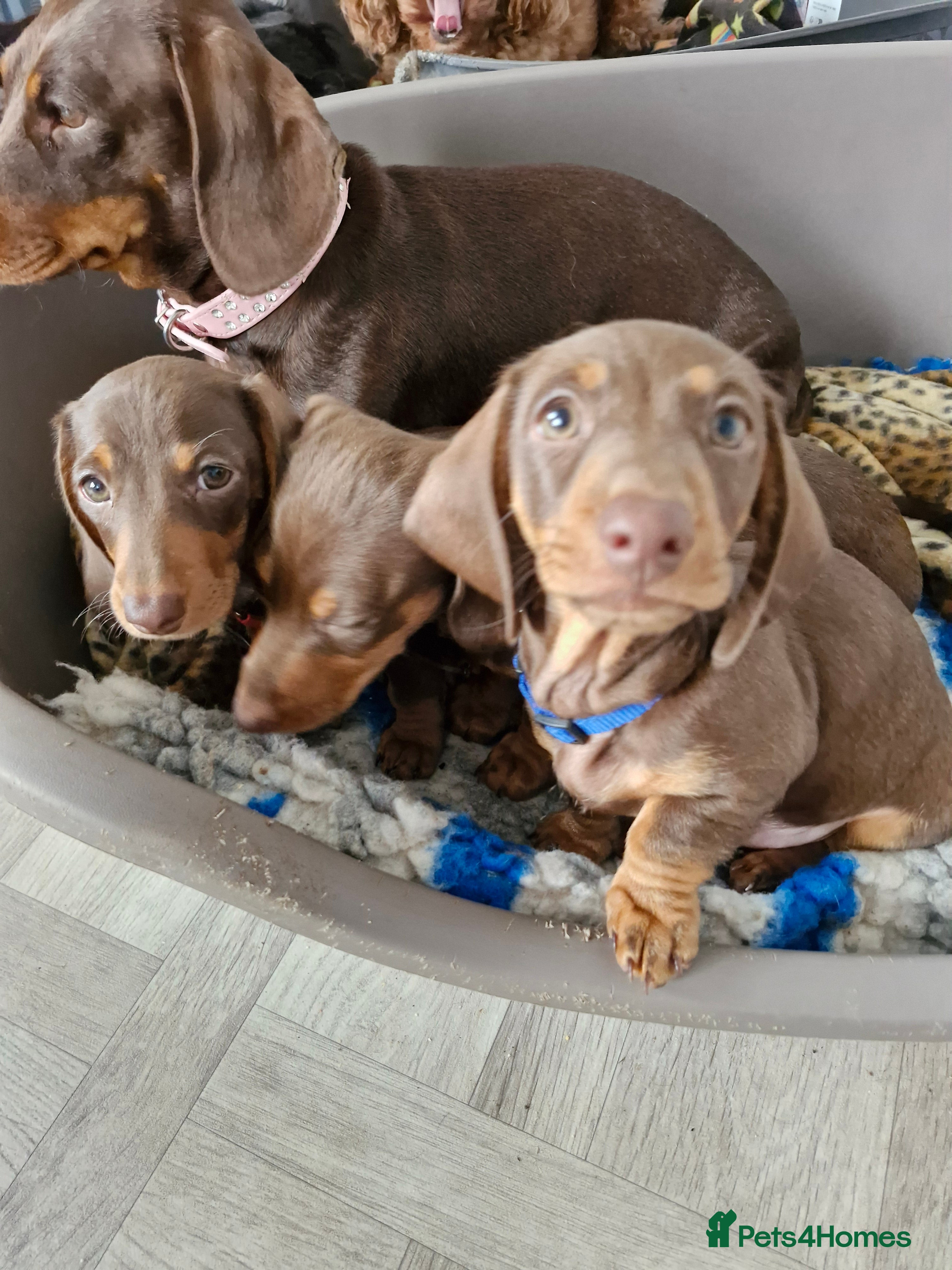 Dachshund dogs Miniature dashound  - Advert 19