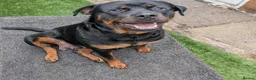 Rottweiler dogs for sale: Territory-Smart Tails & Watchful Souls-Rottweilers in Northampton - Advert 17