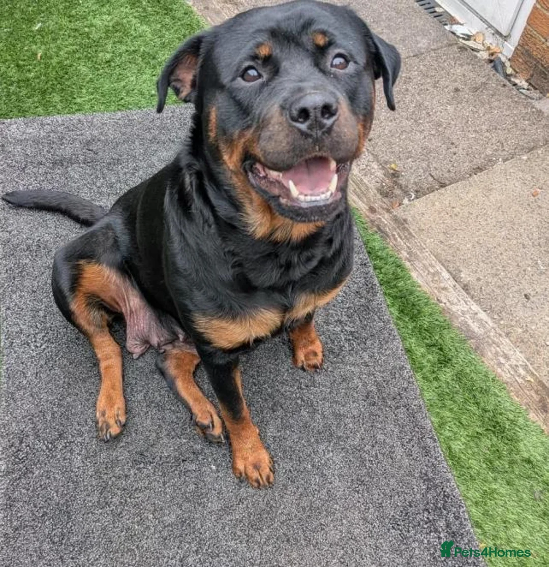 Rottweiler dogs for sale: Territory-Smart Tails & Watchful Souls-Rottweilers in Northampton - Advert 17
