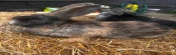 Mixed Breed rabbits for sale: Baby rabbits for sale in Sittingbourne - Advert 7