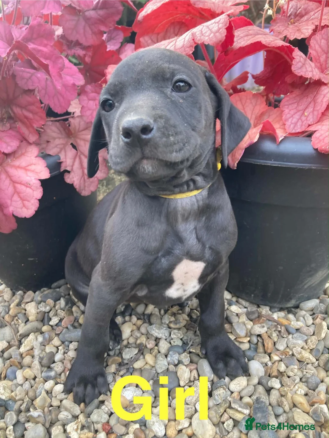 Mixed Breed dogs for sale: Stunning litter of Rhodesian Ridgeback x  puppies  - Advert 34