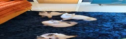 Ragdoll cats for sale: Stunning Ragdoll kittens  - Advert 24