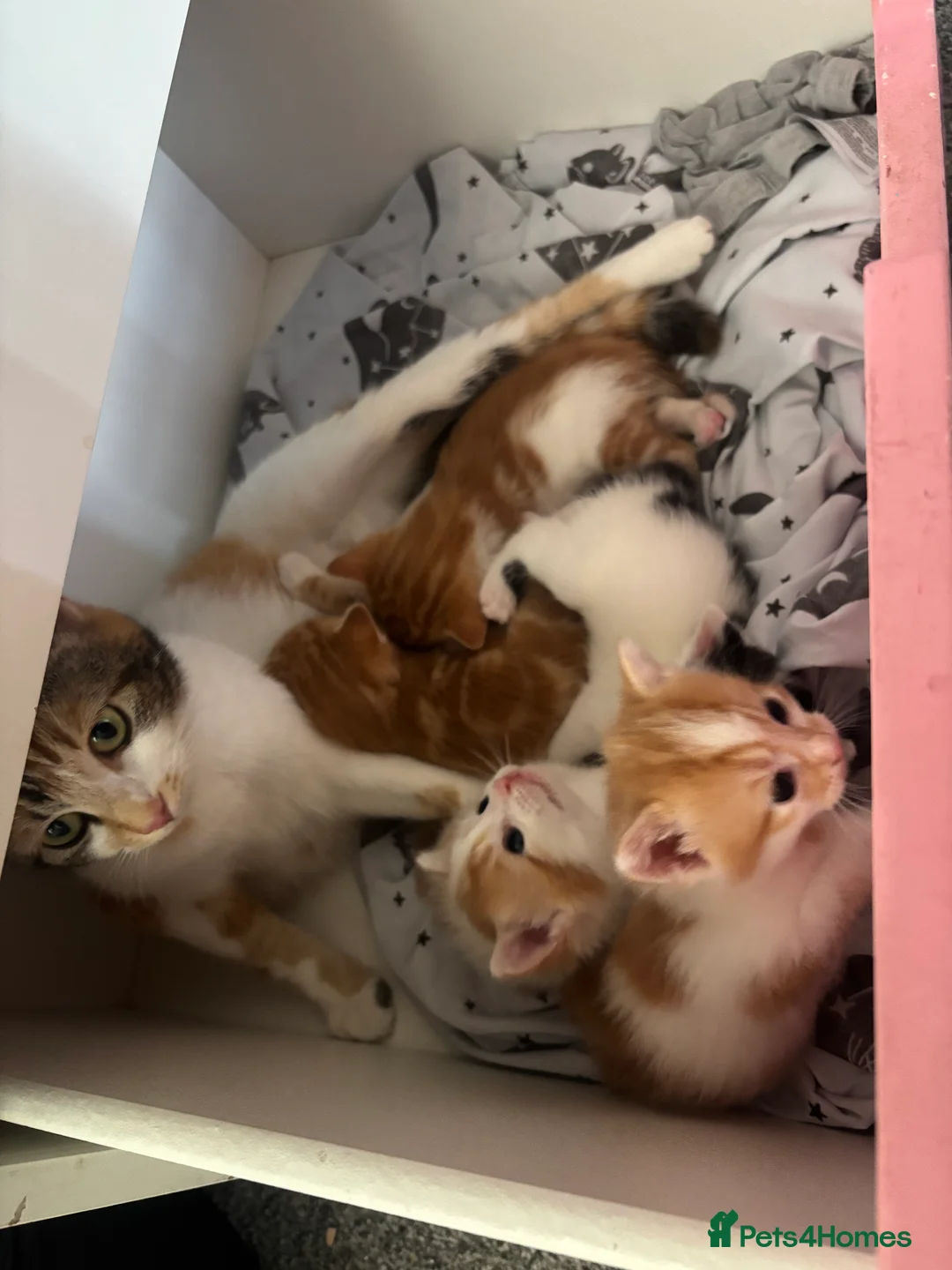 Mixed Breed cats for sale: gorgeous litter of kittens in Coventry - Advert 2