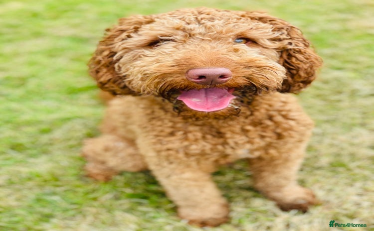 Australian Labradoodle dogs - Advert 1