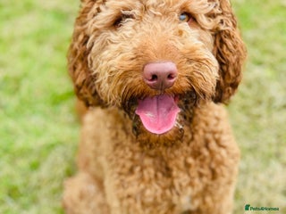 Australian Labradoodle dogs - Advert 5