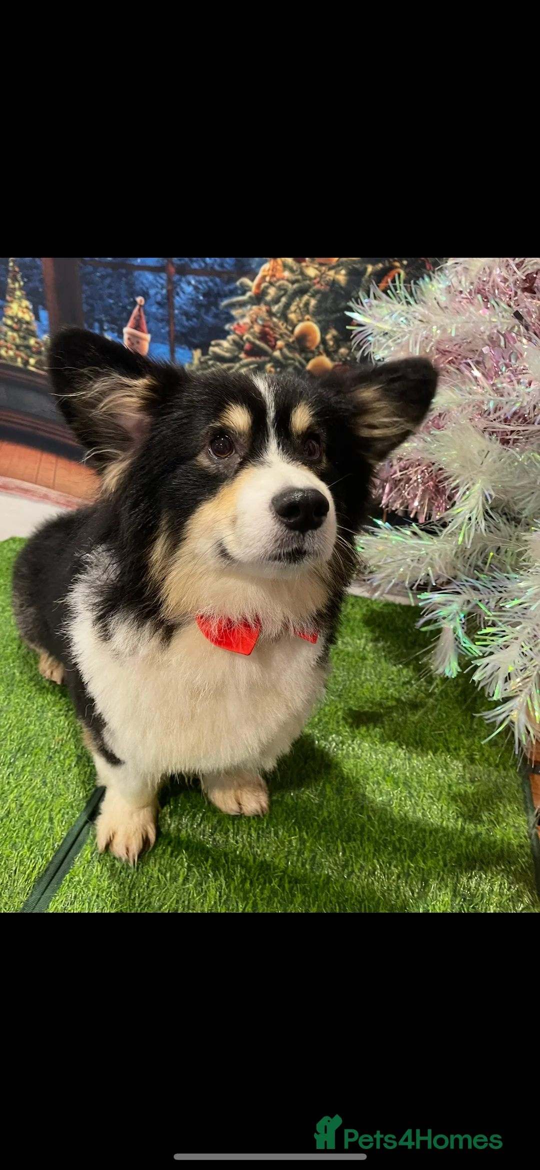 Welsh Corgi Pembroke dogs for stud: Quality Welsh Corgi stud Proven  - Advert 3