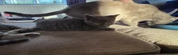 Mixed Breed cats for sale: 3 kittens for sale - Advert 7