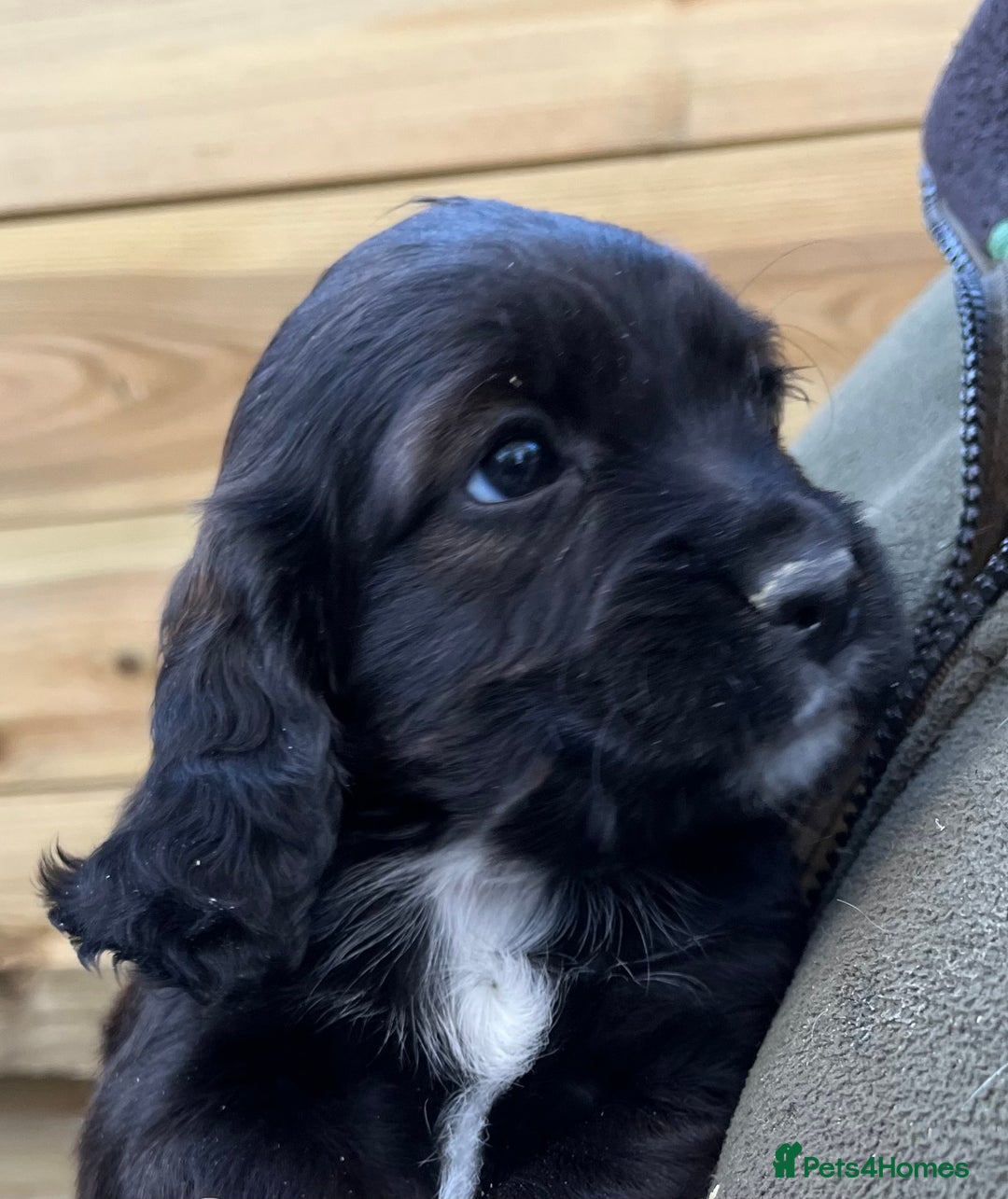 Cocker Spaniel dogs for sale: Stunning Health Tested WCS Pups - Advert 10