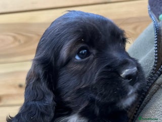 Cocker Spaniel dogs Stunning Health Tested WCS Pups - Advert 11
