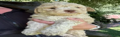 Lagotto Romagnolo 2