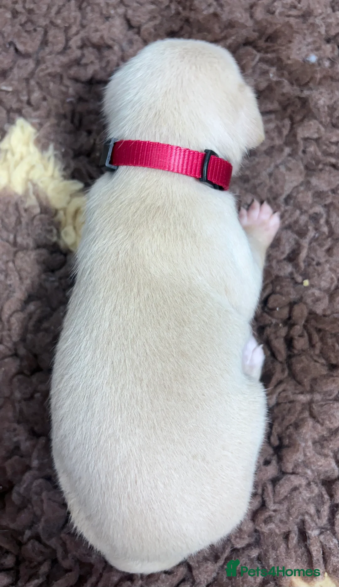 Italian Greyhound dogs for sale: Exceptionally Well-Bred Italian Greyhound Puppies - Advert 8