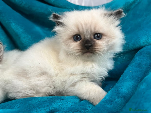 Siberian cats - Advert 8