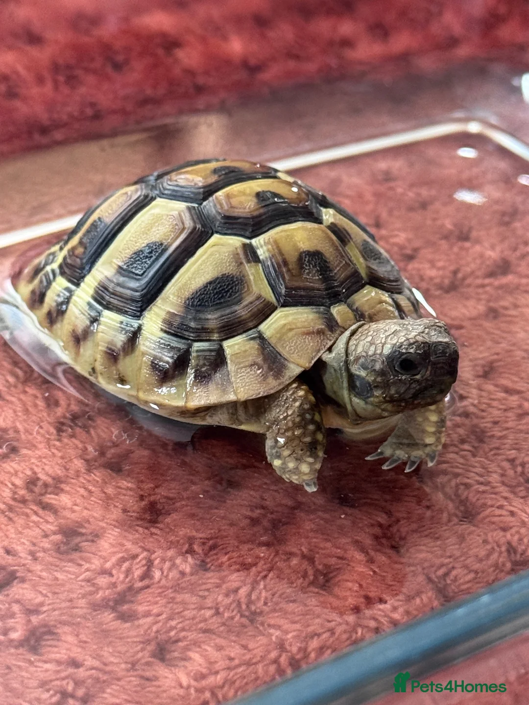 Hermann Tortoise reptiles for sale: Hermann Tortoise in Blackwood - Advert 1