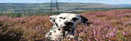 Dalmatian dogs for stud: Health tested, tv and advert star Dalmatian   in Aberdare - Advert 17