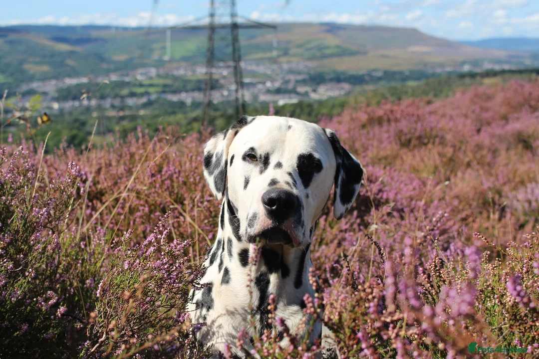 Dalmatian dogs for stud: Health tested, tv and advert star Dalmatian   in Aberdare - Advert 17